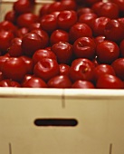 Red plums in a crate