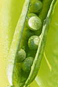 Opened pea pod with drops of water
