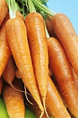 Fresh carrots