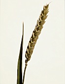An ear of wheat