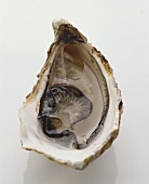 An opened oyster