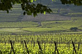 Landscape of vines in Alsace, France