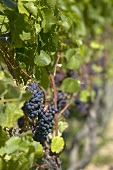 Pinot noir grapes on the vine, New Zealand