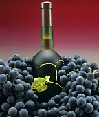 A bottle of red wine with black grapes