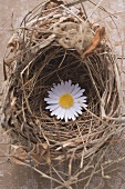 Marguerite in an Easter nest (overhead view)