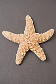 A starfish on brown (coloured background)