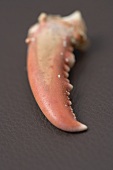 A lobster claw