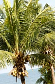 Palm trees with coconuts (Thailand)