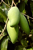 Green mangos on the tree