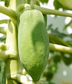 Unripe papaya on the tree (Thailand)