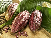 Cacao fruits with leaves