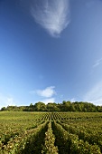 Vines near Pupillin in the Jura, France