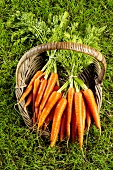 Fresh carrots in a basket