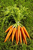 Fresh carrots in grass