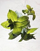 Mint leaves