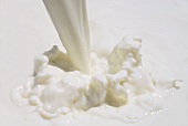 A stream of milk (full-frame)