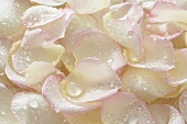 White rose petals with drops of water