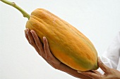 A ripe papaya