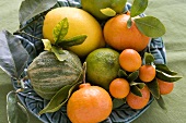 Assorted citrus fruit with leaves