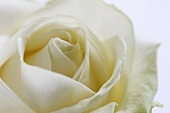 weiße Rose (Sorte: Athena)