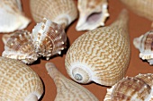 Snail shells