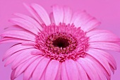 A gerbera against a pink background