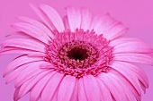 Eine Gerbera vor rosa Hintergrund