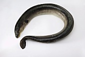 An eel