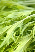 Grüner Salat (Bildfüllend)