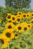 Viele Sonnenblumen auf dem Feld