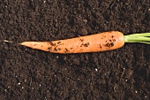 Fresh carrot on soil