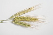 Three cereal ears (rye and barley) on white background