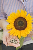 Frau hält ungeschälte Sonnenblumenkerne und Sonnenblume