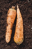 Two carrots on soil