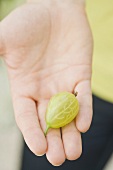 A gooseberry on someone's hand