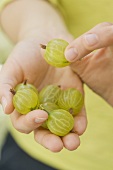 Hands holding fresh gooseberries