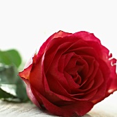 A red rose