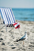 Seagull and deckchair by the sea