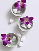 Orchid flowers and pebbles in small porcelain bowls