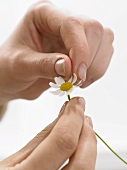 Picking the petals off a chamomile flower