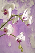 weiße Orchideen (Phalaeonopsis) vor lila Hintergrund
