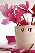 Small cyclamen flowers in windlight