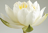 White water lily