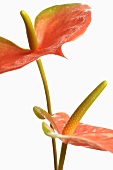 Flamingo lily