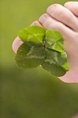 Clover leaves between someone's toes