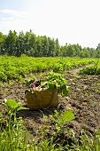 Basket of fresh vegetables in a field