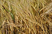 Barley ripening in the field