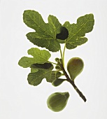 Green figs with leaves