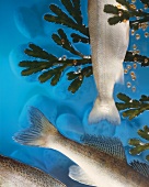 Sea fish tails on a blue background