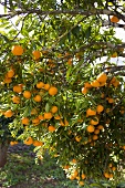 Mandarin oranges on the tree